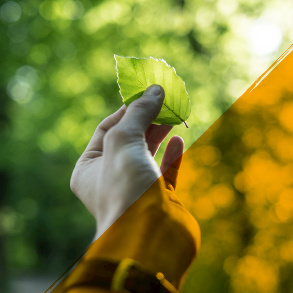 Hand holding a leaf up amongst trees